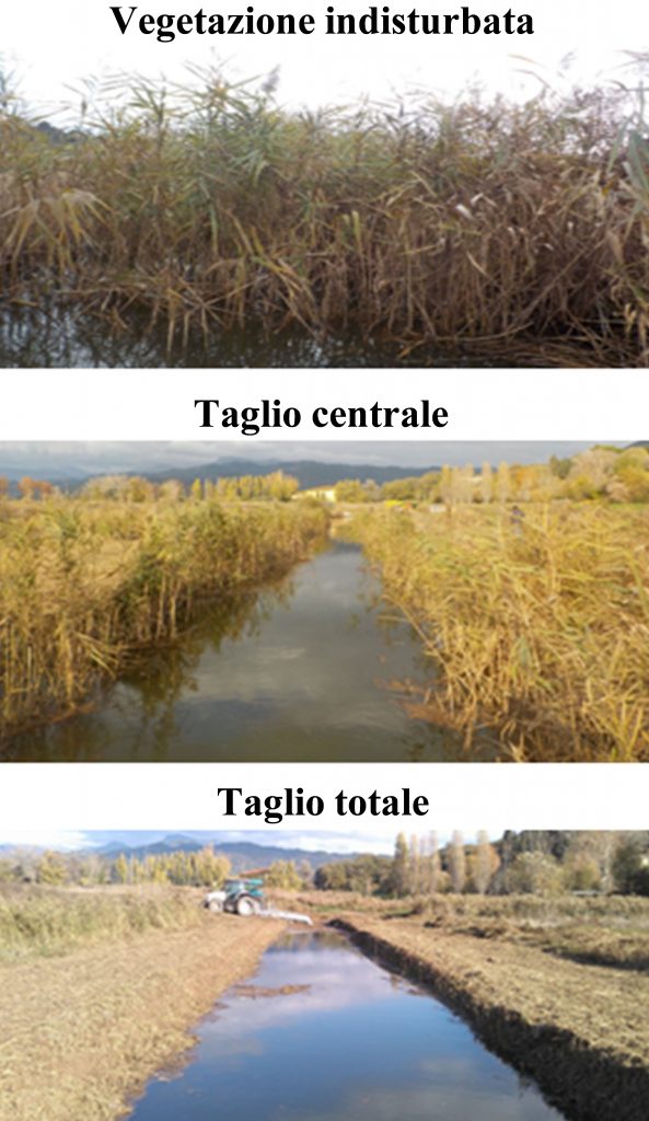 Un confronto tra 3 tipologie di taglio della vegetazione riparia: indisturbata, con taglio centrale e con taglio totale